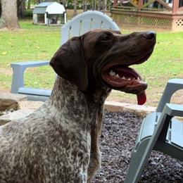 Kash - German Shorthaired Pointer