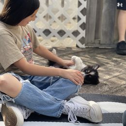 "All the exposure" Australian Shepherd Puppies from Mezzo Australian Shepherds