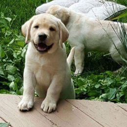 Labrador Retrievers from Hi’ilani Kennels