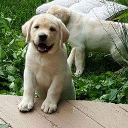 Labrador Retrievers from Hi’ilani Kennels