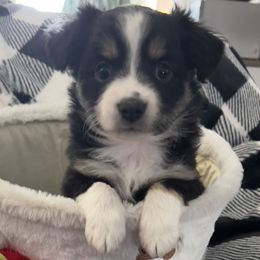 Mary Winchester - Black Toy Australian Shepherd puppy in Syracuse, Indiana from Klenke Toy Aussies