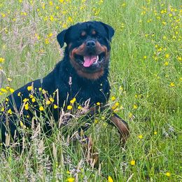 Rottweilers from Tanya Burgess' Rottweilers