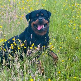 Rottweilers from Tanya Burgess' Rottweilers