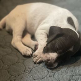 Female 1 - Liver roan female German Shorthaired Pointer puppy in Weeki Wachee, Florida from River Ridge GSP