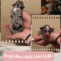 Feliz - Blue merle female Miniature Australian Shepherd puppy in North Lakeport, California from Wild Rose Ranch