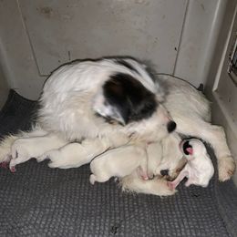 Luna - German Shepherd