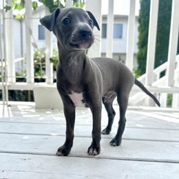 Italian Greyhound Puppies from Julia's Italian Greyhounds