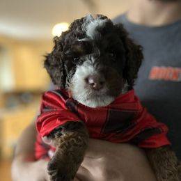 Jameson - Bernedoodle