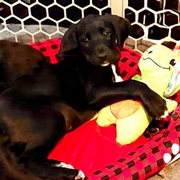 Raven -  Purple Collar  (Was Dark Pink) - Black and white female Assorted Doodle Crosses puppy in Norfolk, Virginia from Móraí’s Doodles