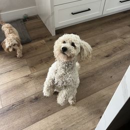 Cockapoo Puppies from The Doodle Barn