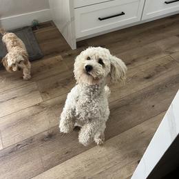 Cockapoo Puppies from The Doodle Barn