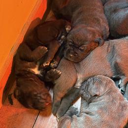 Girl 2 - Cane Corso puppy from Cane Corso Royal Kennels AZ