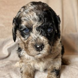 Wilber - Merle male Cockapoo puppy in Saint Louis, Missouri from Jax Doodles