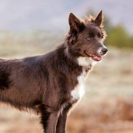 Jill - Border Collie