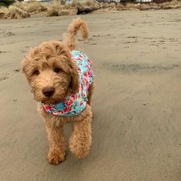Harmony - Goldendoodle