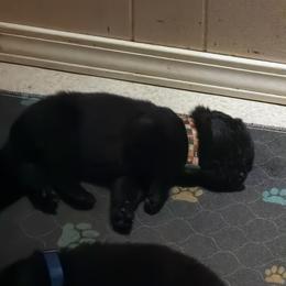 Multi green collar boy - Black male German Shepherd puppy in Centralia, Illinois from Janices AKC German Sheperds LLC