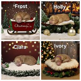 Goldendoodle Puppies from Lauralyn's Goldendoodles