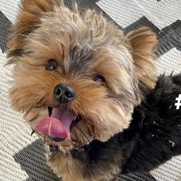 Biewer Terriers, Morkies, and Yorkshire Terriers from Kimora’s Kreation’s Kennel