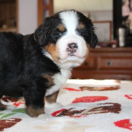 Bernese Mountain Dog Puppies from Baby Bear Bernese Kennel