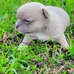 Baby Latte - Blue fawn male Chihuahua puppy in Weatherford, Texas from Small and Mighty Chihuahuas