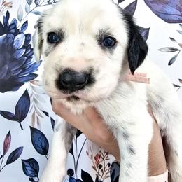 Peach- Cougar long coat - White and black female Dalmatian puppy in Gray, Georgia from Fuller Spots