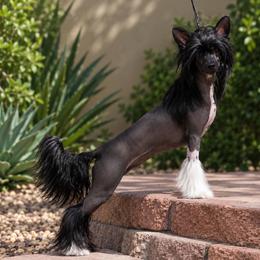Chinese Crested puppies from Crest-Vue Chinese Cresteds