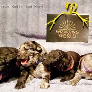 Mudi Puppies from Menagerie Mudis & More