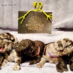 Mudi Puppies from Menagerie Mudis & More