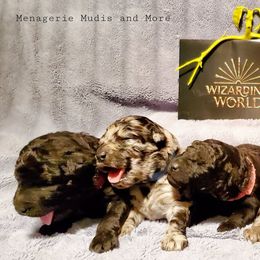 Mudi Puppies from Menagerie Mudis & More