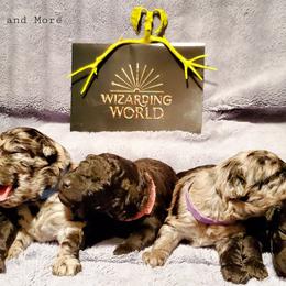 Mudi Puppies from Menagerie Mudis & More