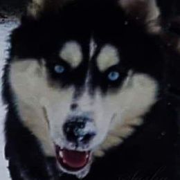 Sasha - Siberian Husky