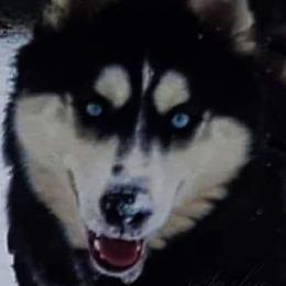 Sasha - Siberian Husky