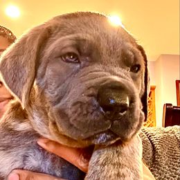White aka Samson - Gray male Cane Corso puppy in Hillsborough, New Jersey from Central Jersey K9
