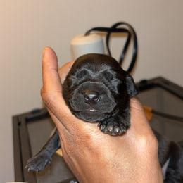 Valentino - - Black Dachshund puppy in Watertown, Massachusetts from Jae’s Puppy House