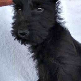 Scottish Terriers from Melissa's Scotties