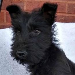 Scottish Terriers from Melissa's Scotties