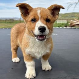 Storm - Sable and white female American Corgi puppy in Preston, Idaho from KC Bar Ranch Aussies