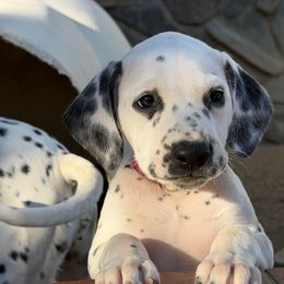 Female 2 - White and black female Dalmatian puppy in Lake Mathews, California from Bully Market