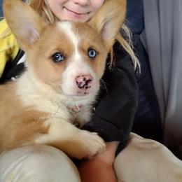 Natural tail, Triple Clear, Blue Eyes, CKC, OFA parents - Red merle and white female American Corgi puppy in Harpursville, New York from Rex Farm Corgis