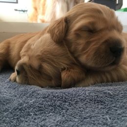 Golden Retriever Puppies from Barefoot Goldens