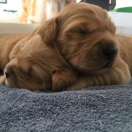 Golden Retriever Puppies from Barefoot Goldens