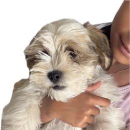 Arlo - Gold and white male Shih Tzu puppy in Federal Way, Washington from Lovely Shih Tzu's