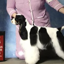 Amber - Cocker Spaniel