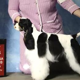 Amber - Cocker Spaniel