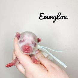 EmmyLou - Blue Girl - White female Maltese puppy in Morehead, Kentucky from Paw Perfect Pets