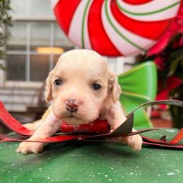 Yellow boy - Apricot male Goldendoodle puppy in Covington, Louisiana from MyKy Puppies