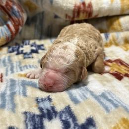 GLOCK - Red male Bernedoodle puppy in Corpus Christi, Texas from The Henke Doodles