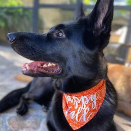 German Shepherd All Grown Up from Mythos Kennel