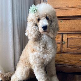 Dahlia - Goldendoodle