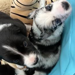 Border Collie Puppies from Roaring River Border Collies